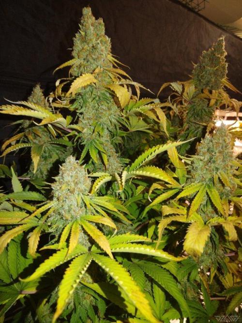 Ukhta. Fruit Gum. Week 23