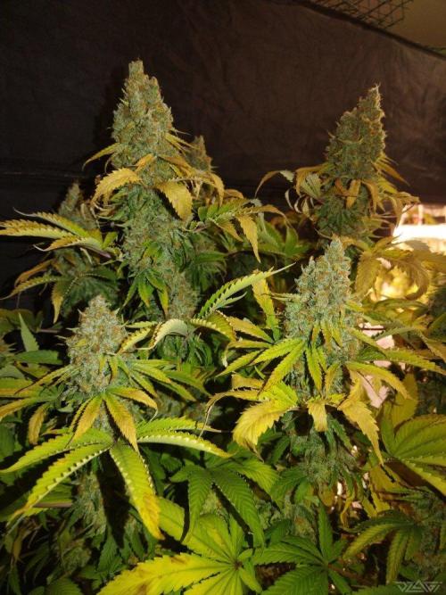 Ukhta. Fruit Gum. Week 23