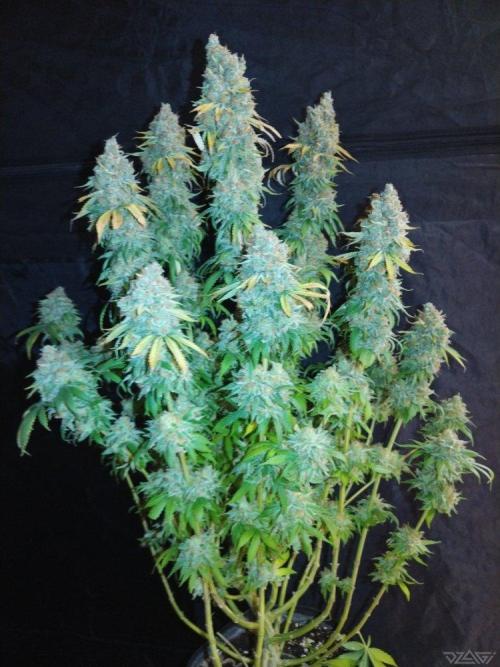 Ukhta. Fruit Gum. Week 23