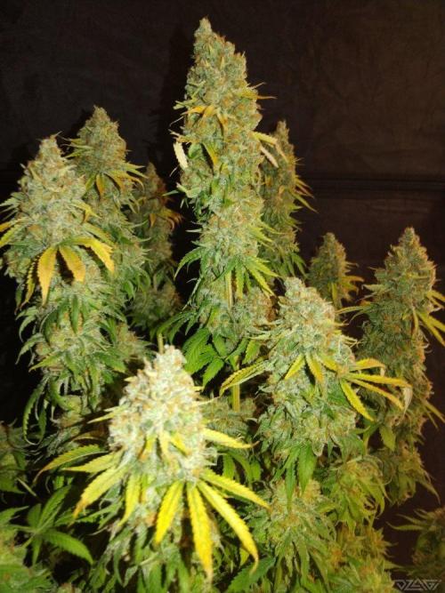 Ukhta. Fruit Gum. Week 23