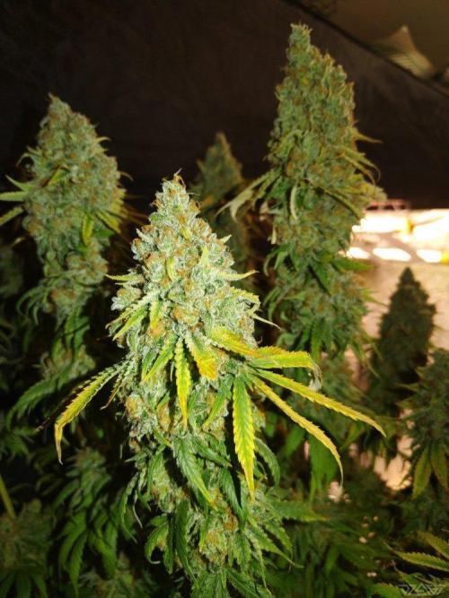 Ukhta. Fruit Gum. Week 23