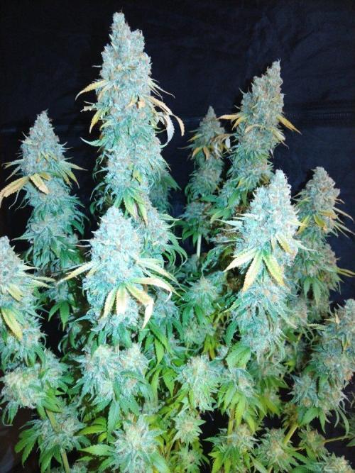 Ukhta. Fruit Gum. Week 23