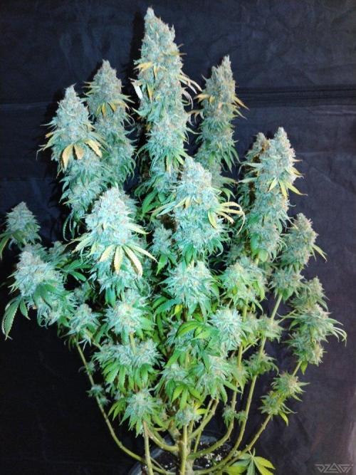 Ukhta. Fruit Gum. Week 23