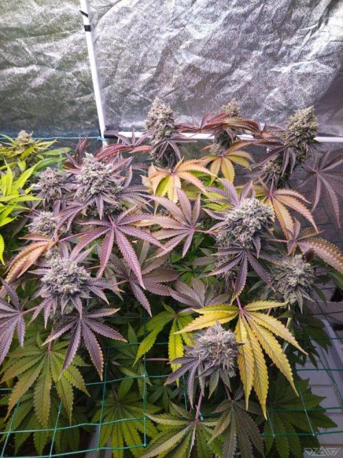 Ukhta. Fruit Gum. Week 24