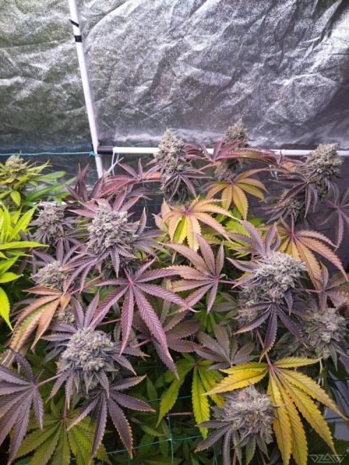 Ukhta. Fruit Gum. Week 24