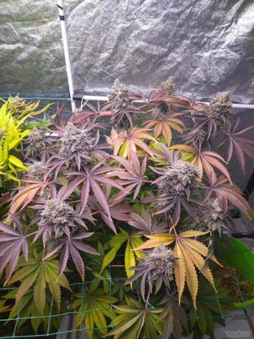 Ukhta. Fruit Gum. Week 24