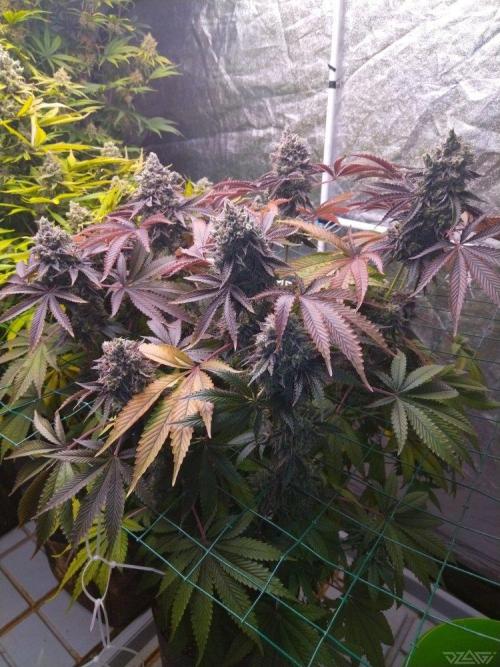 Ukhta. Fruit Gum. Week 24