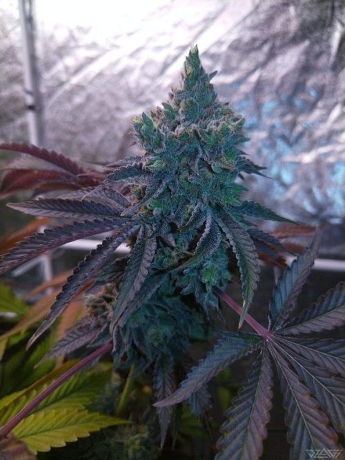 Ukhta. Fruit Gum. Week 24