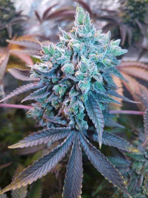 Ukhta. Fruit Gum. Week 24