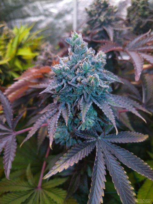 Ukhta. Fruit Gum. Week 24