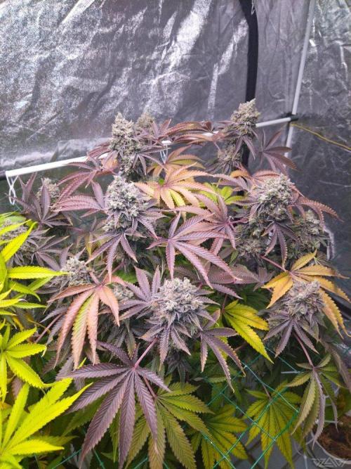 Ukhta. Fruit Gum. Week 24