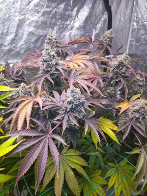 Ukhta. Fruit Gum. Week 24