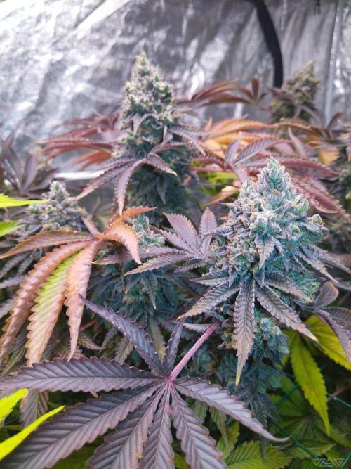 Ukhta. Fruit Gum. Week 24