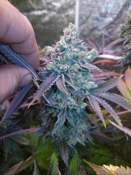 Ukhta. Fruit Gum. Week 24