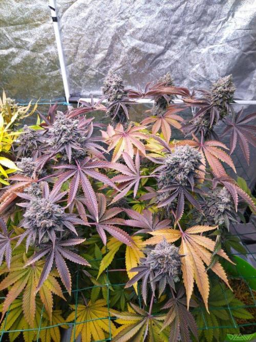 Ukhta. Fruit Gum. Week 25