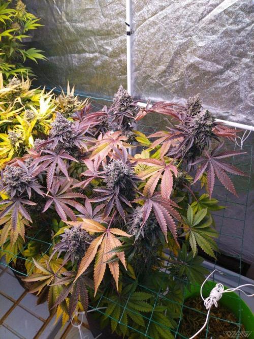 Ukhta. Fruit Gum. Week 25
