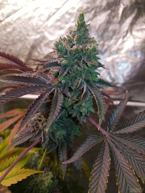 Ukhta. Fruit Gum. Week 25