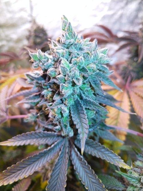 Ukhta. Fruit Gum. Week 25