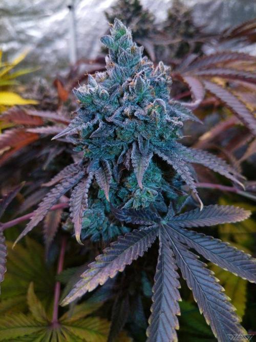 Ukhta. Fruit Gum. Week 25