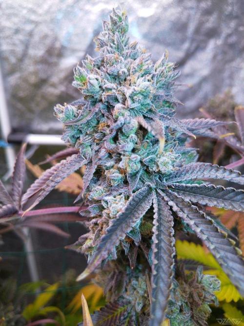 Ukhta. Fruit Gum. Week 25