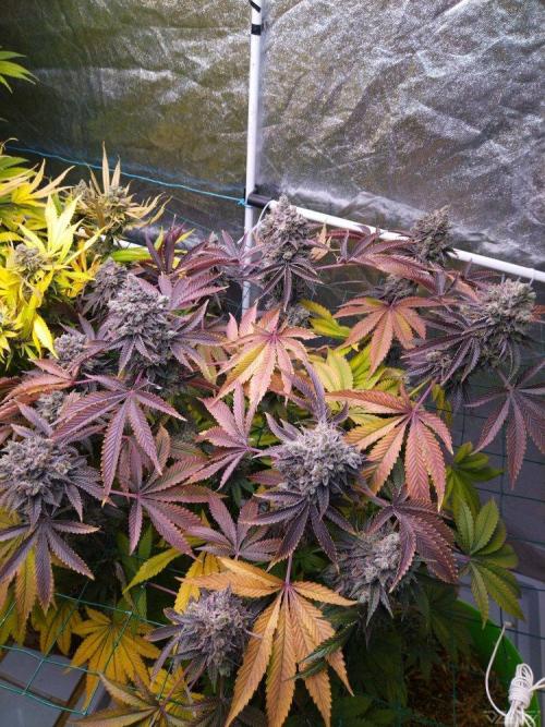 Ukhta. Fruit Gum. Week 25