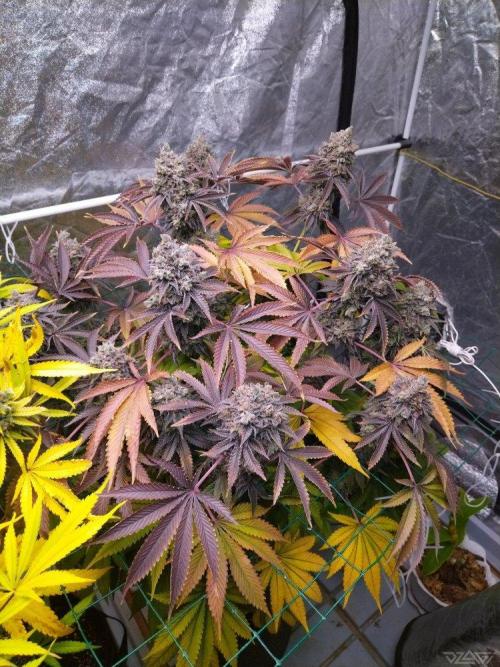 Ukhta. Fruit Gum. Week 25