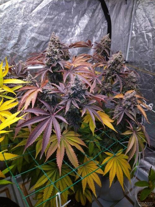 Ukhta. Fruit Gum. Week 25