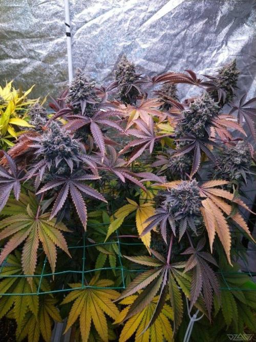 Ukhta. Fruit Gum. Week 25