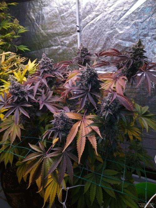 Ukhta. Fruit Gum. Week 25