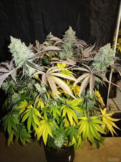 Ukhta. Fruit Gum. Week 25
