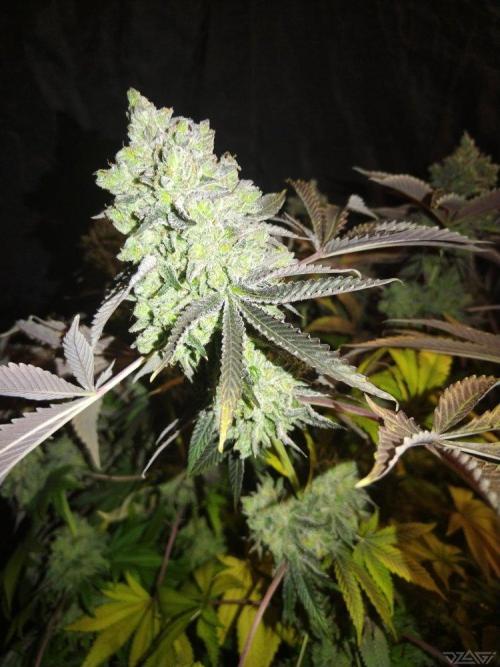 Ukhta. Fruit Gum. Week 25