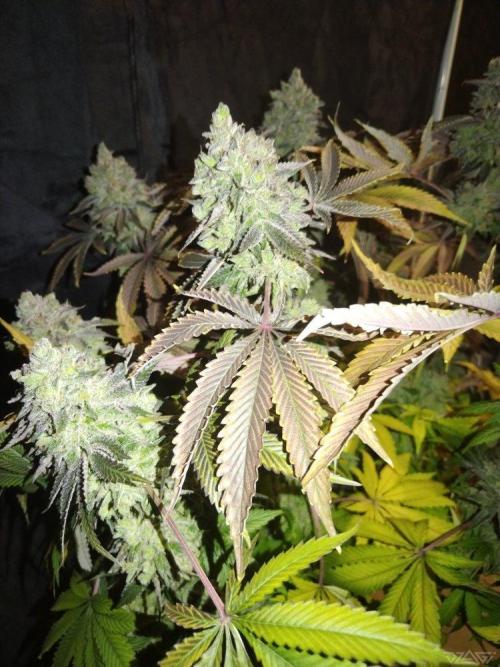 Ukhta. Fruit Gum. Week 25