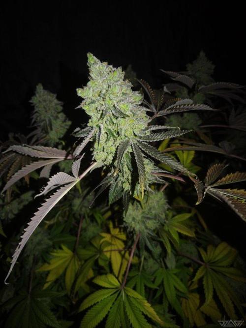 Ukhta. Fruit Gum. Week 25