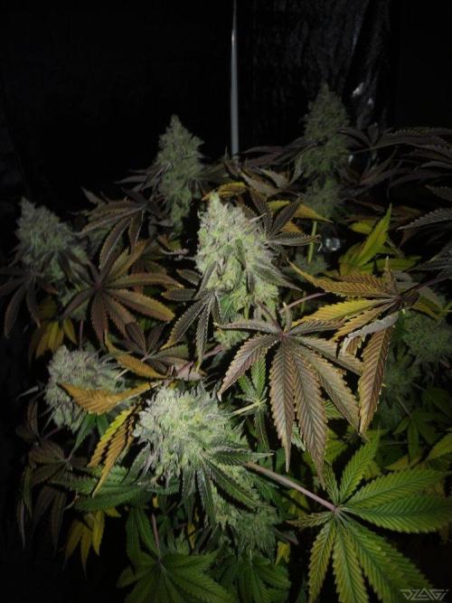 Ukhta. Fruit Gum. Week 25