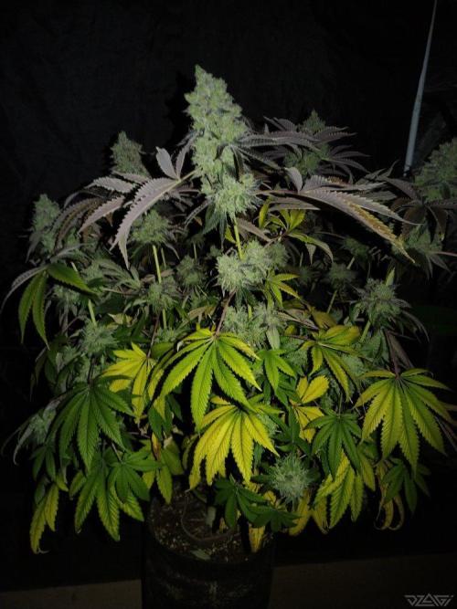 Ukhta. Fruit Gum. Week 25