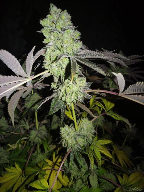 Ukhta. Fruit Gum. Week 25