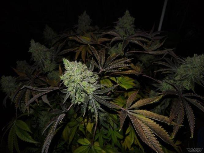 Ukhta. Fruit Gum. Week 25