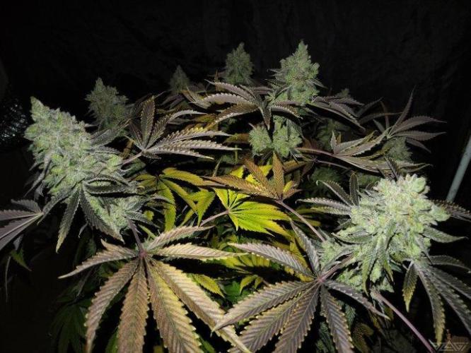 Ukhta. Fruit Gum. Week 25