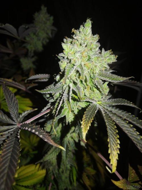 Ukhta. Fruit Gum. Week 25