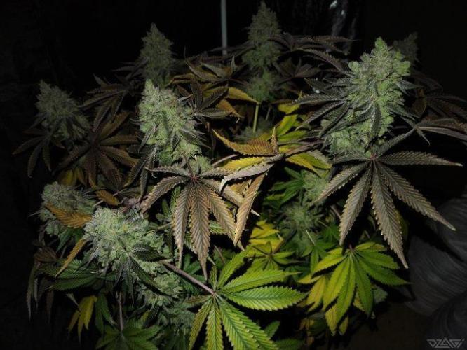 Ukhta. Fruit Gum. Week 25