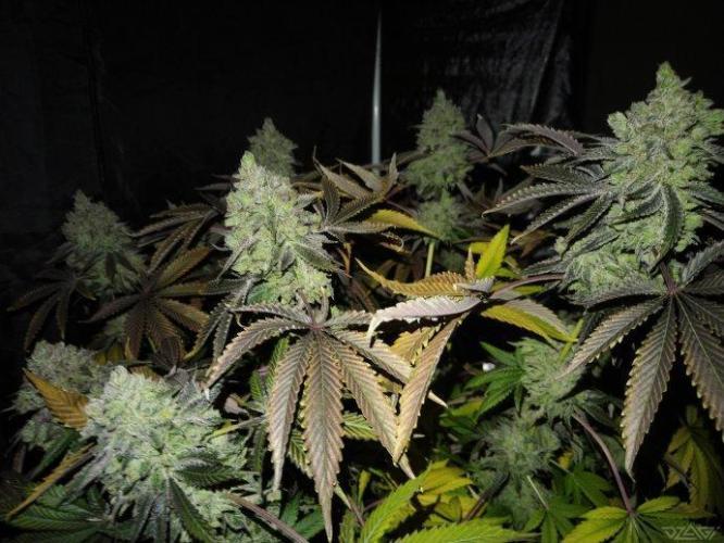 Ukhta. Fruit Gum. Week 25