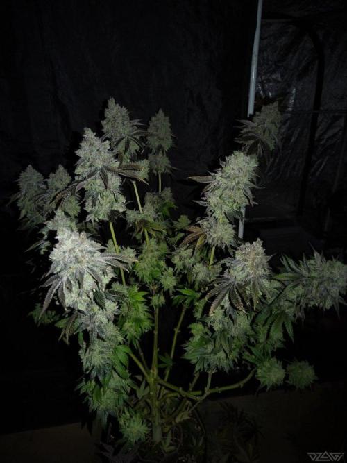 Ukhta. Fruit Gum. Week 25