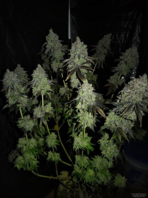 Ukhta. Fruit Gum. Week 25