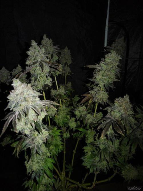 Ukhta. Fruit Gum. Week 25