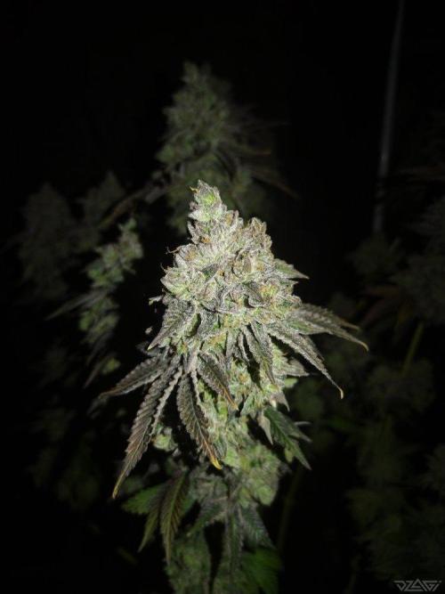 Ukhta. Fruit Gum. Week 25