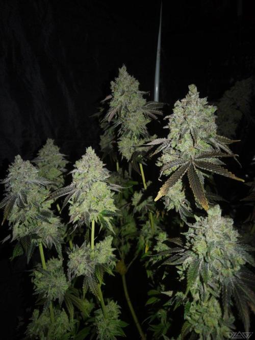 Ukhta. Fruit Gum. Week 25