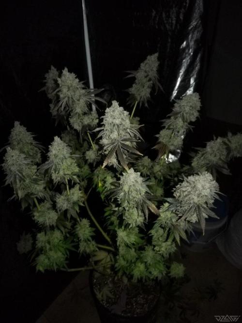 Ukhta. Fruit Gum. Week 25