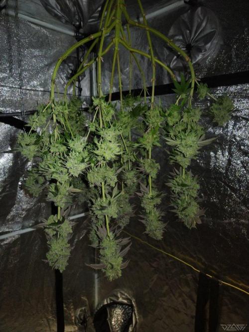 Ukhta. Fruit Gum. Week 26