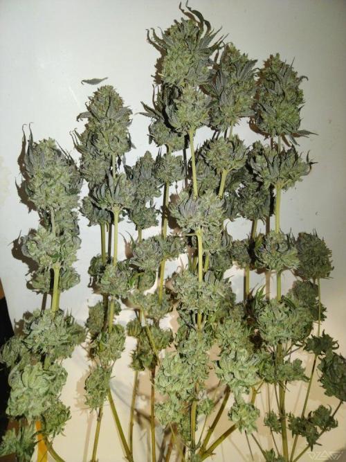 Ukhta. Fruit Gum. Week 26