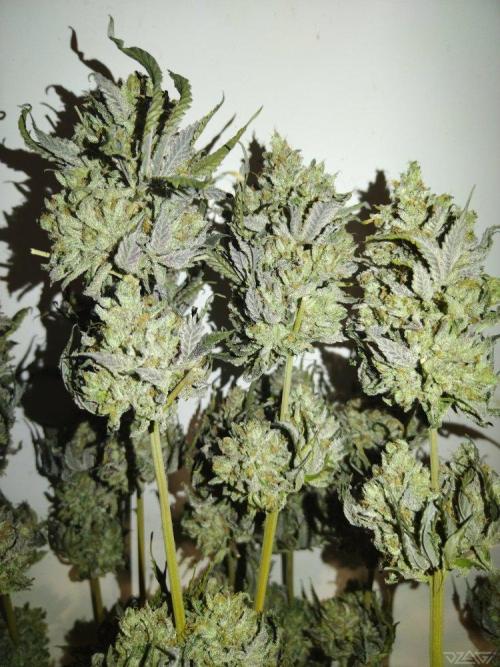 Ukhta. Fruit Gum. Week 26